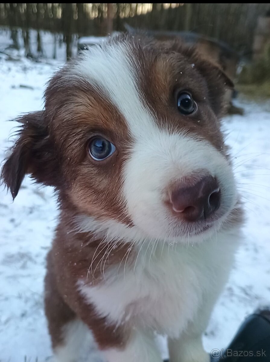 Border kolia šteniatka - 12