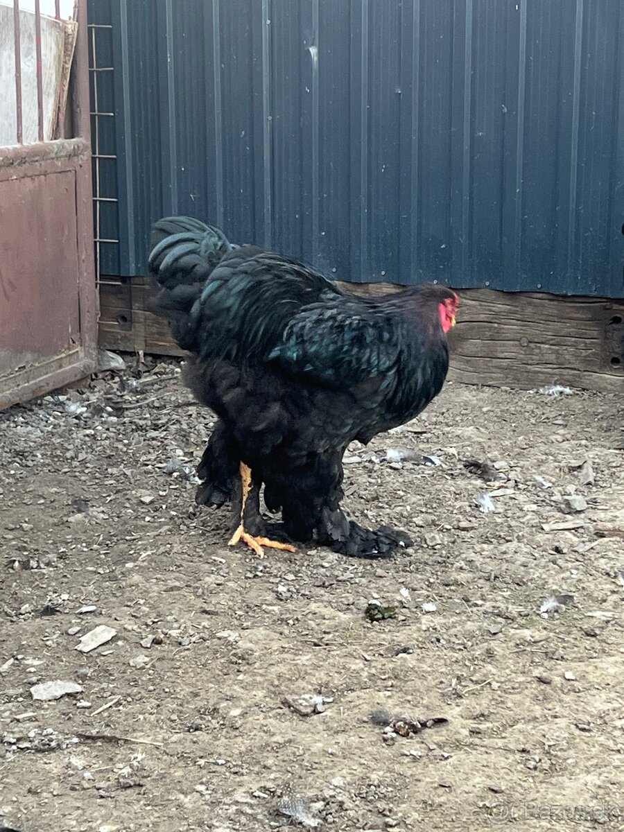 Brahmanka veľká čierna - 12