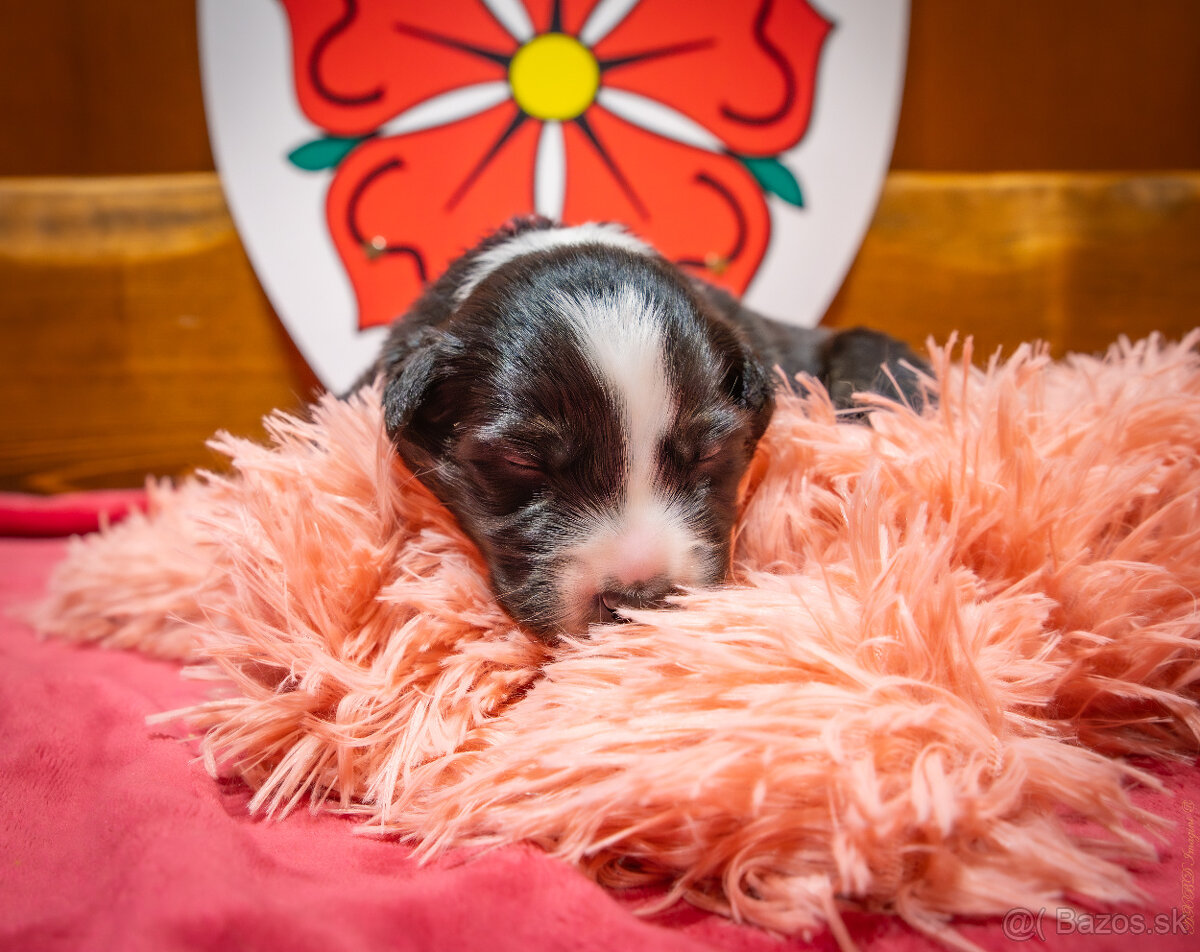 Šteniatká Border Kólia s PP, Border Kolia - 12