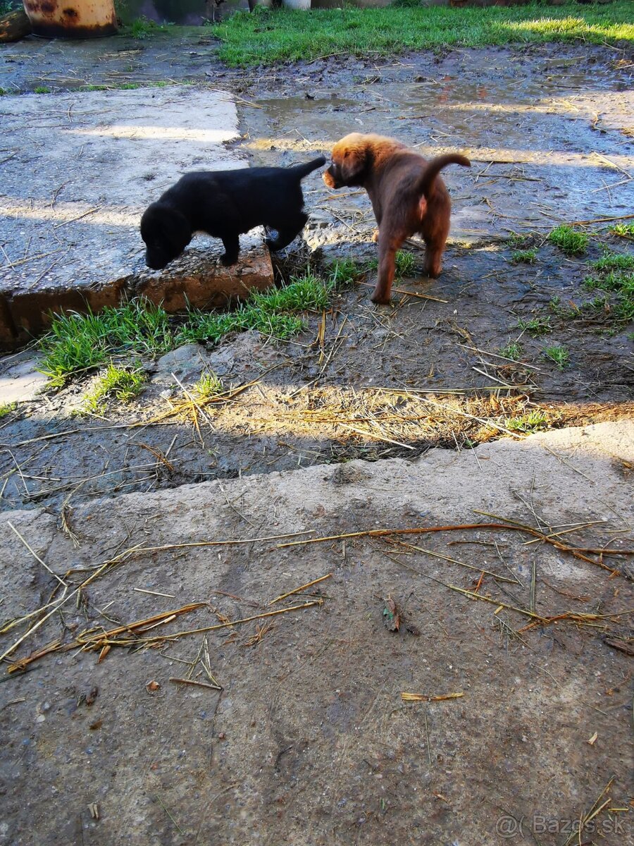 Šteniatka Labrador - 12