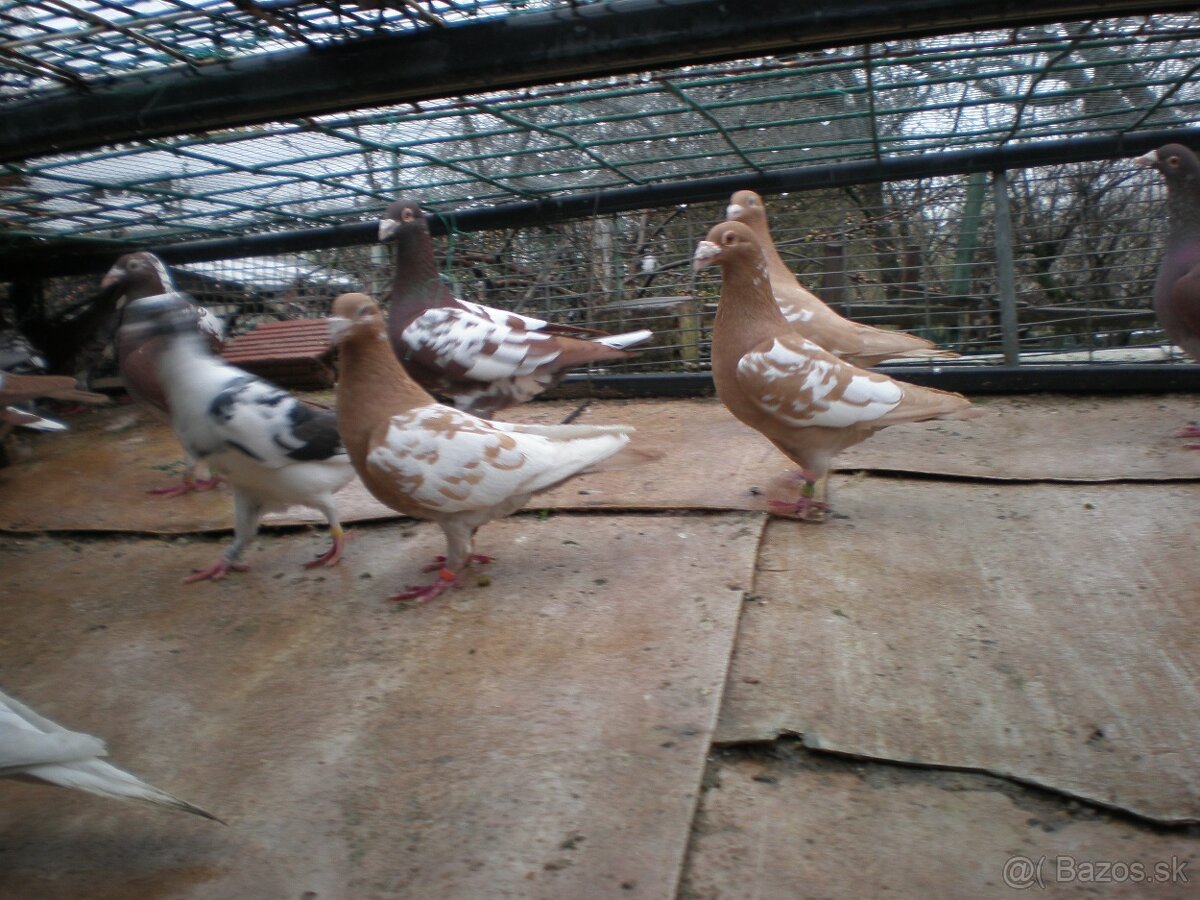 Predám poštové holuby Meulemans - 12