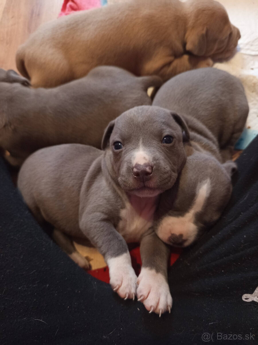 americky staforshier terrier - 12