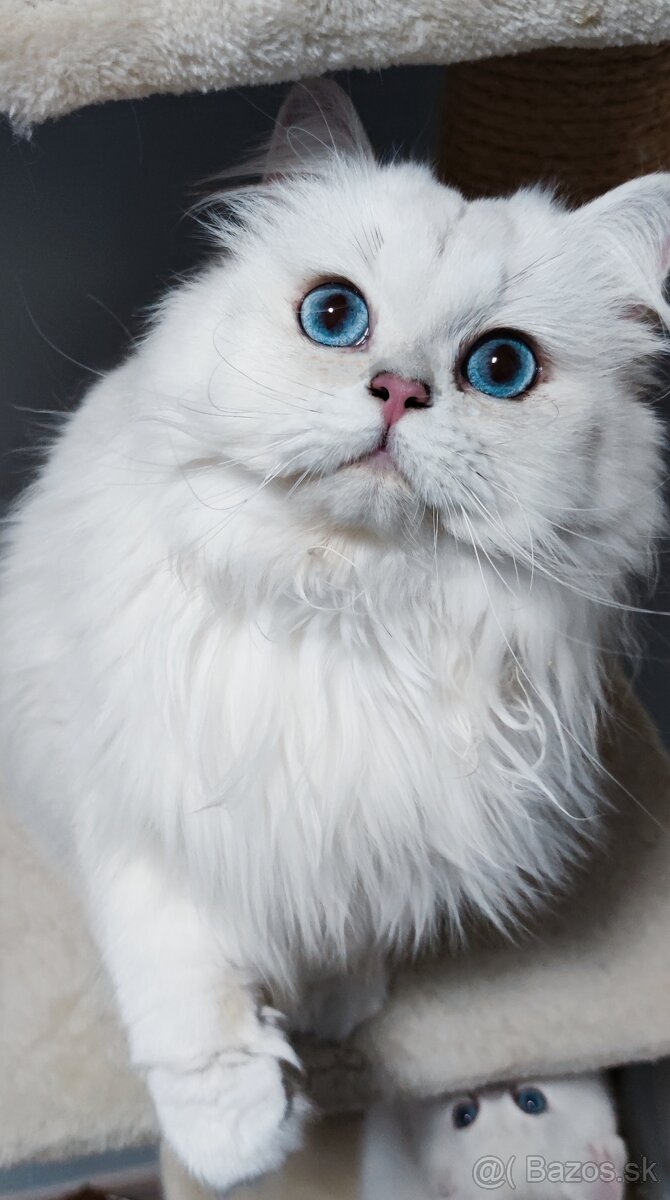 Britské mačiatka s PP na Vianoce❣️ - 12