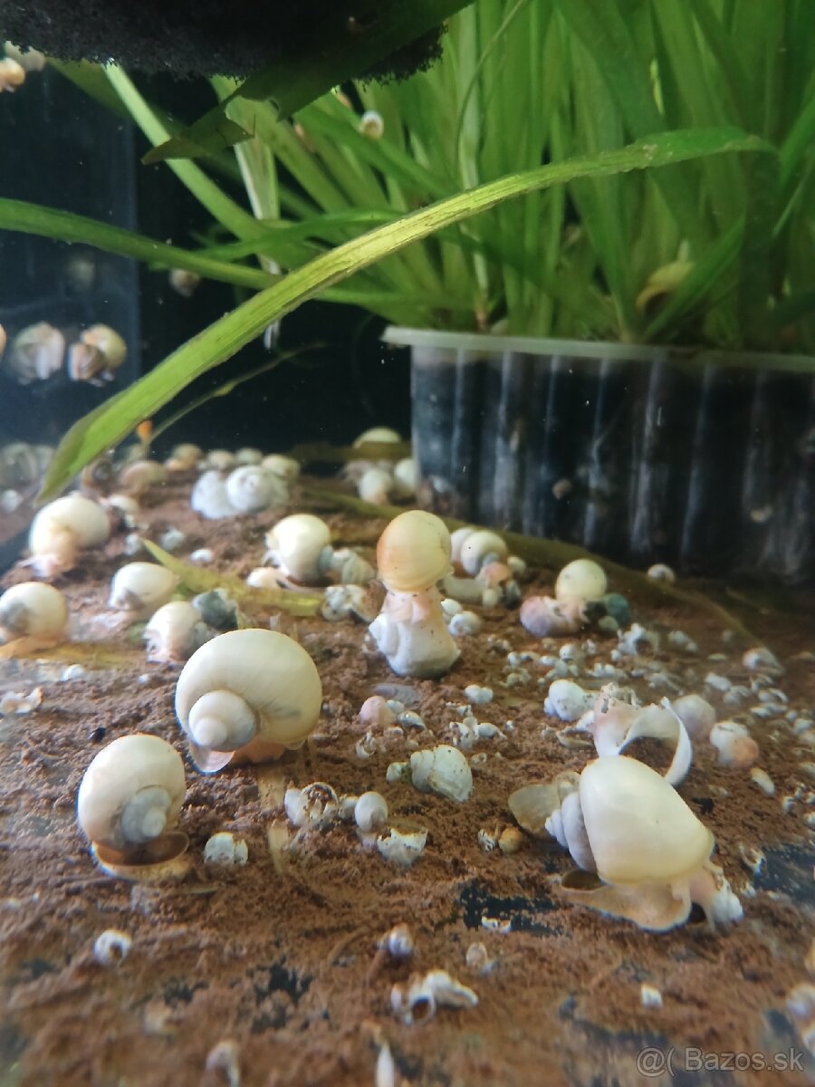 Akvarijne rybky - 12