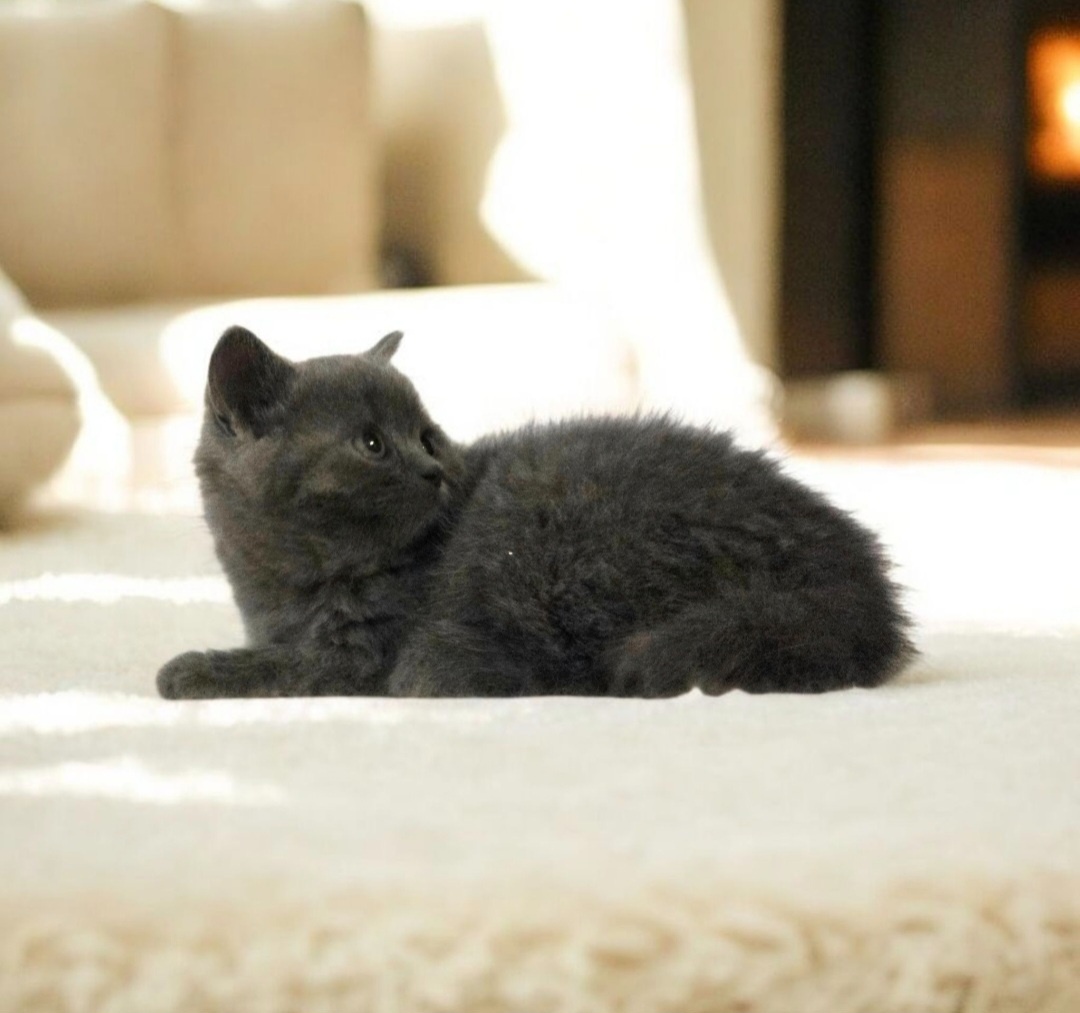 Britska macka s PP - 12