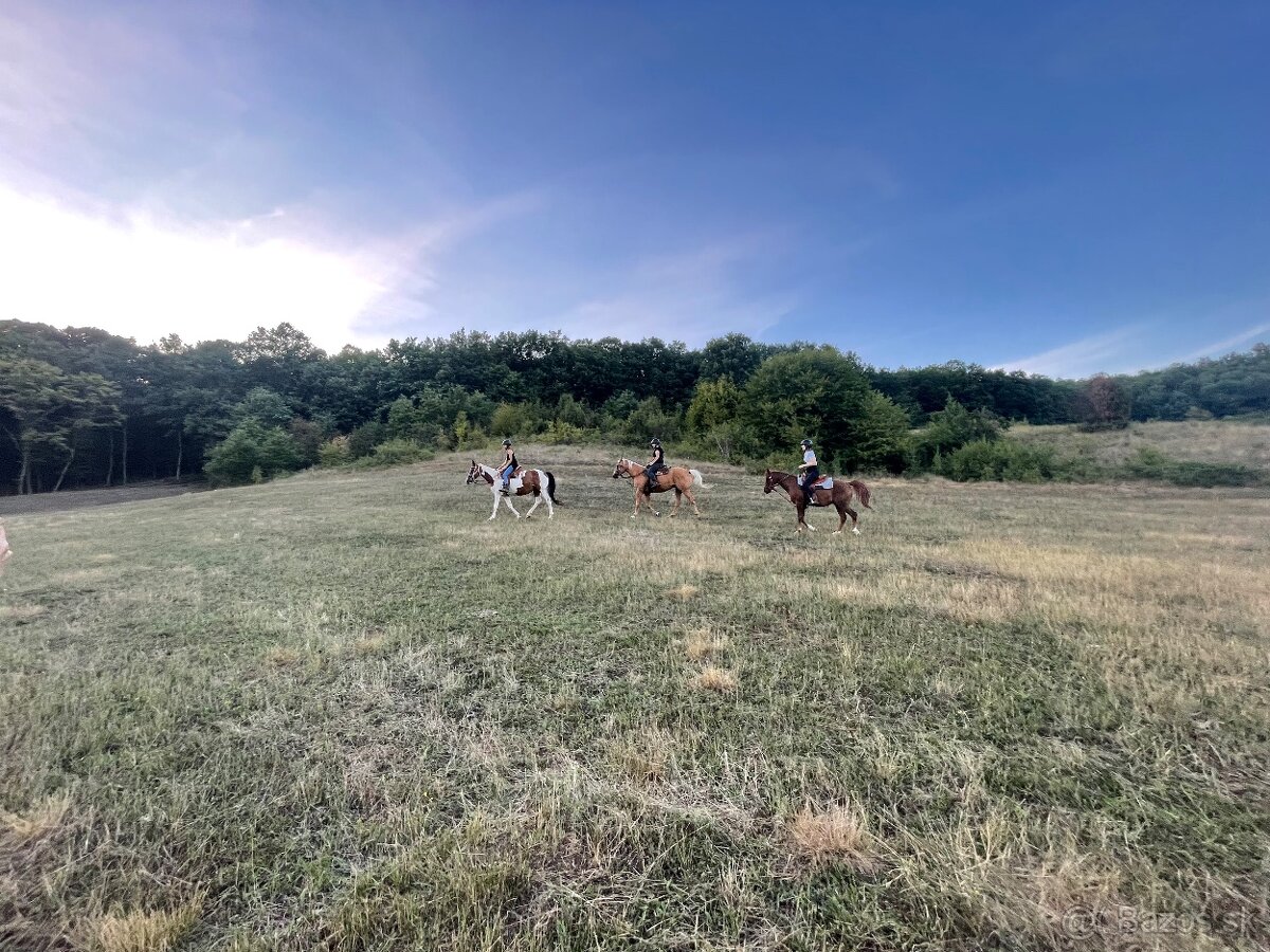 Ustajnenie koní - 12