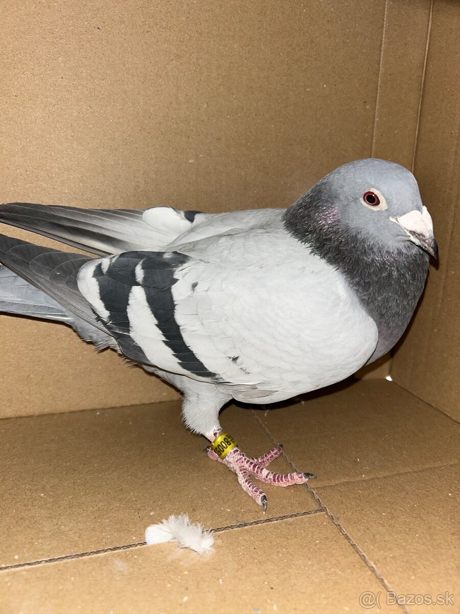 Postove holuby - 12