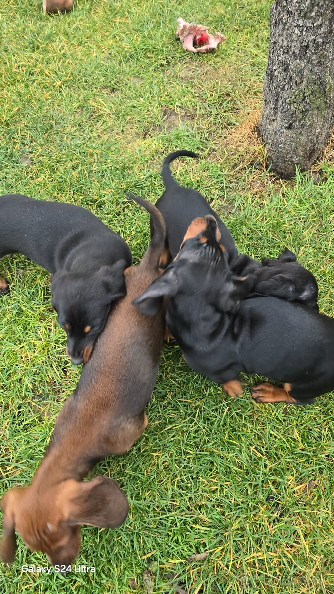 Jazvecik kratkosrsti. - 12