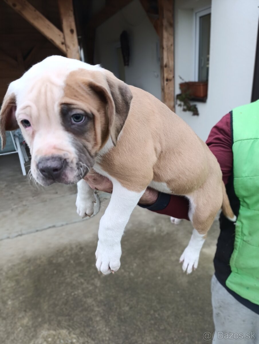 American Bully XL - 12