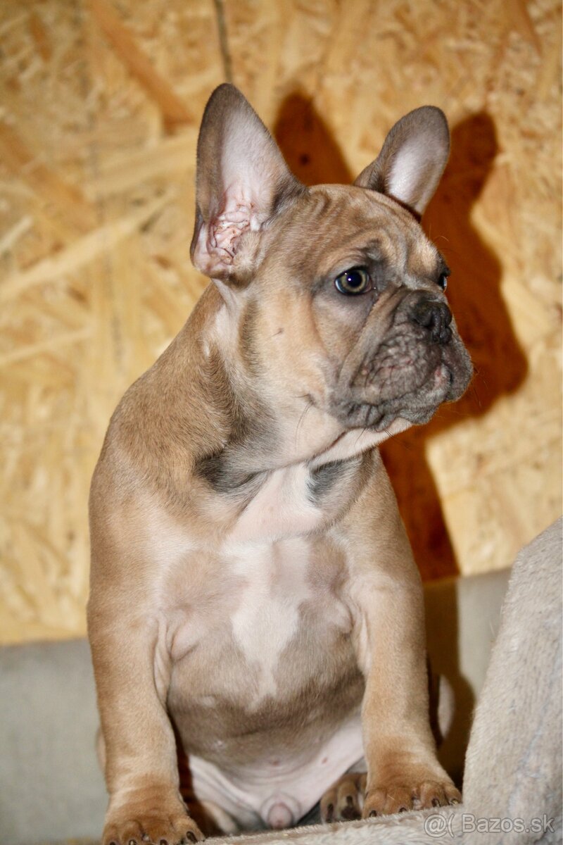 Francúzsky buldoček s PP - 12
