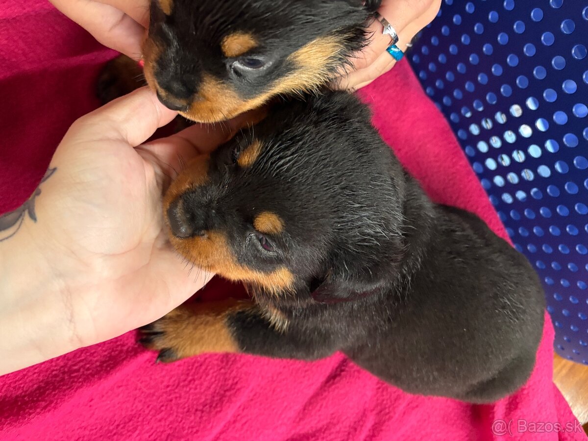 Predám rotvajlerov - 12