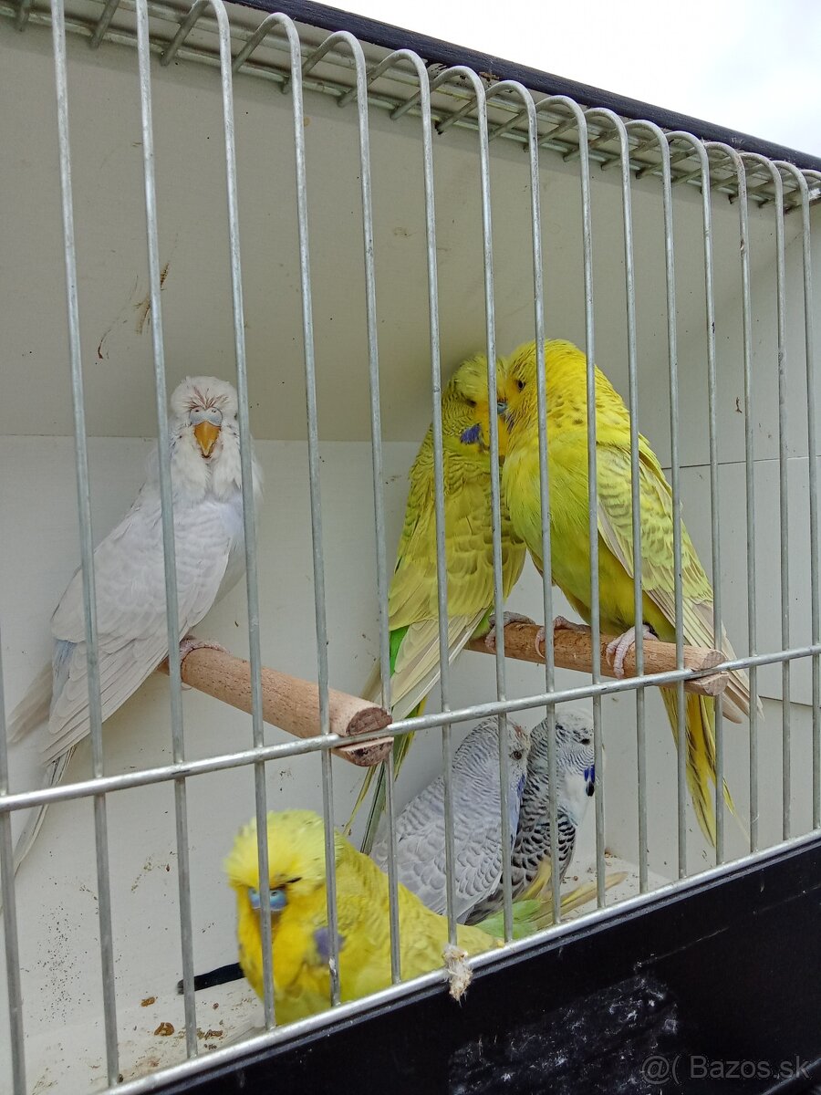 Vystavne andulky,duhove andulky - 12