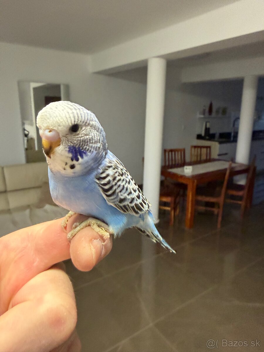 Andulka Maznačik krotká - 12