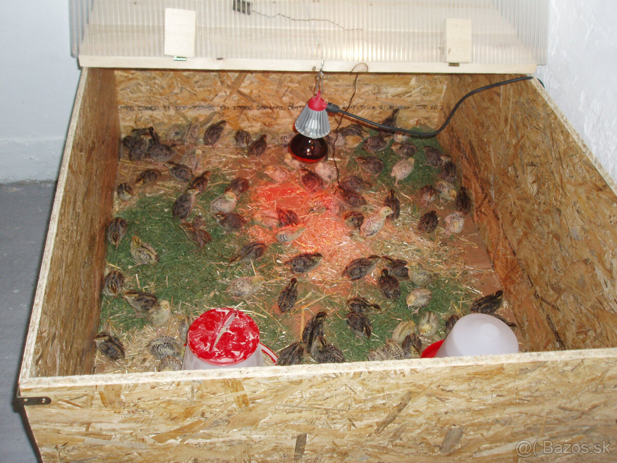 Prepeličie vajíčka - 12