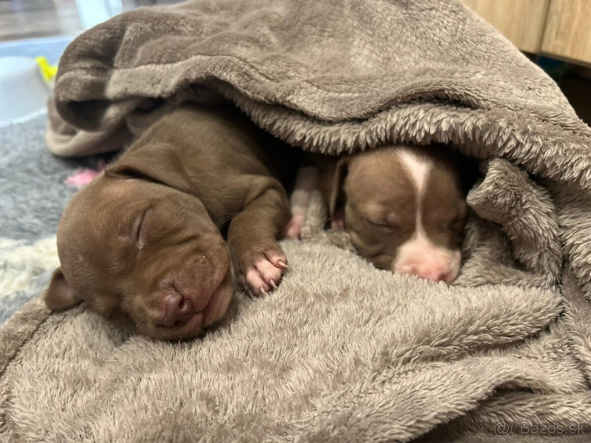 Americky pitbull terier - 12