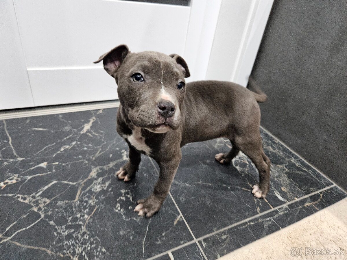 Americki staffordshire teriéra - Blue - 12