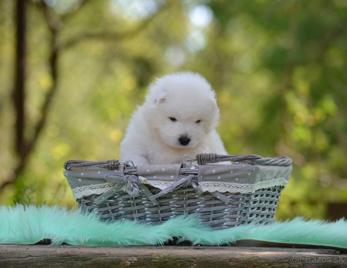 Samojed s PP LA TORRE ROJA - 12