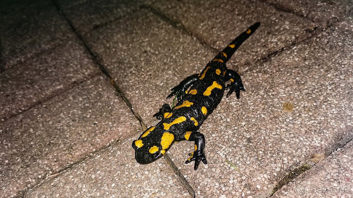 Rekreačná chata na predaj - Martin, Stráne - 12