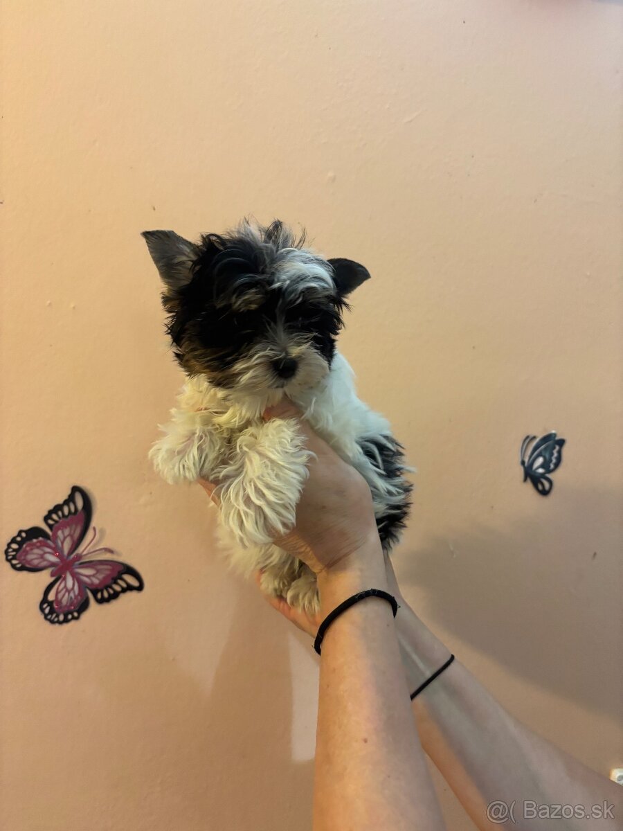 Yorkshirsky terier, yorkshirsky terier mini, biewer - 12