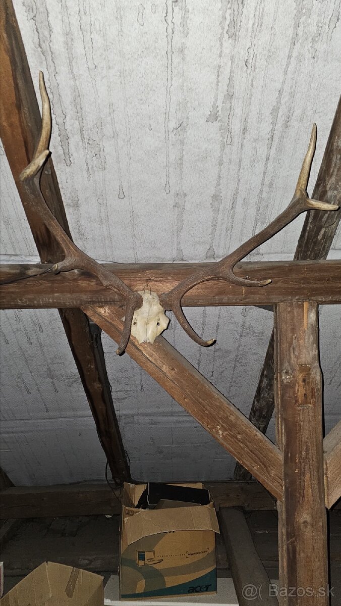 Predám trofeje - 12