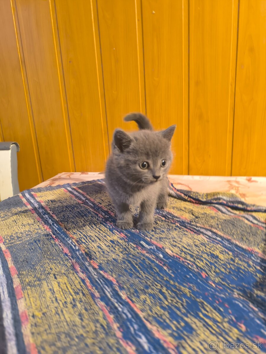 Britská modrá mačička - 12