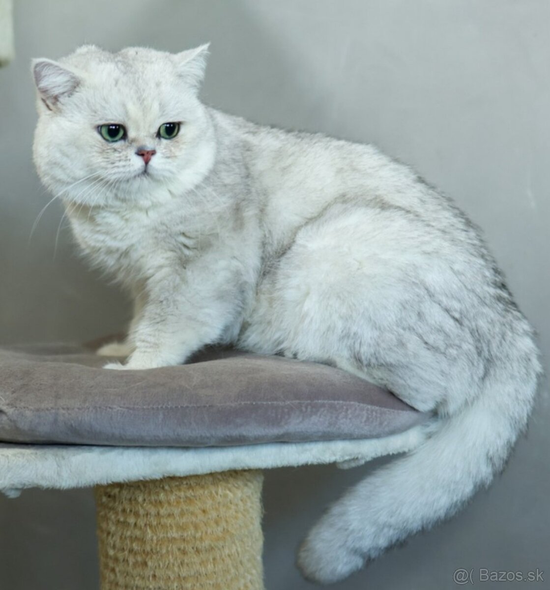 Britská krátkosrstá mačka - 12
