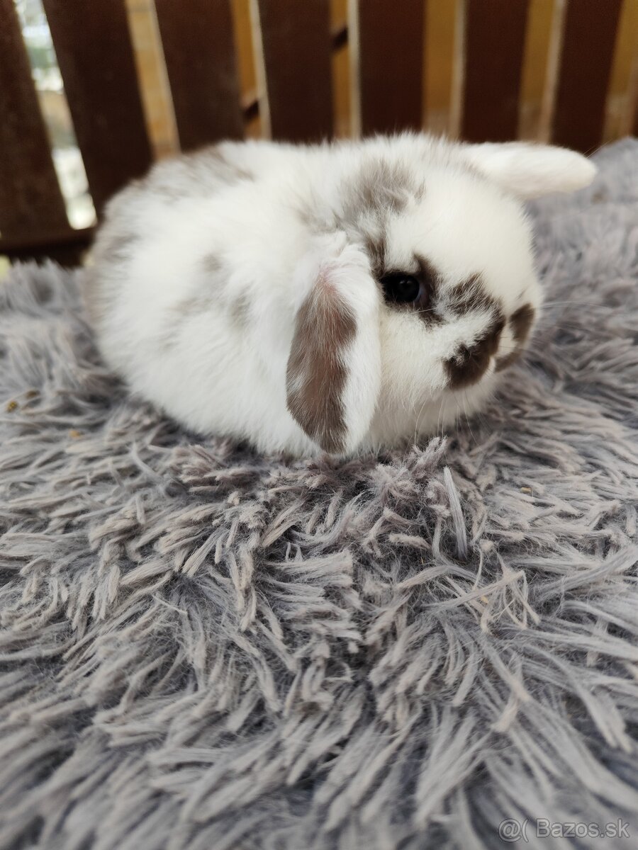 Minilop samička s VP - 12