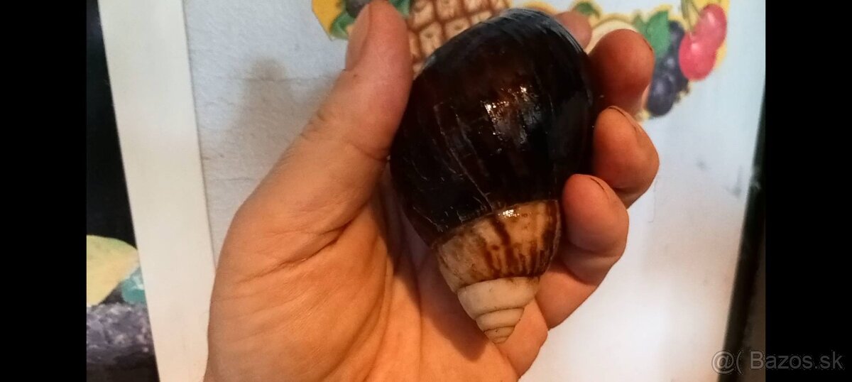 Africké slimáky - 12