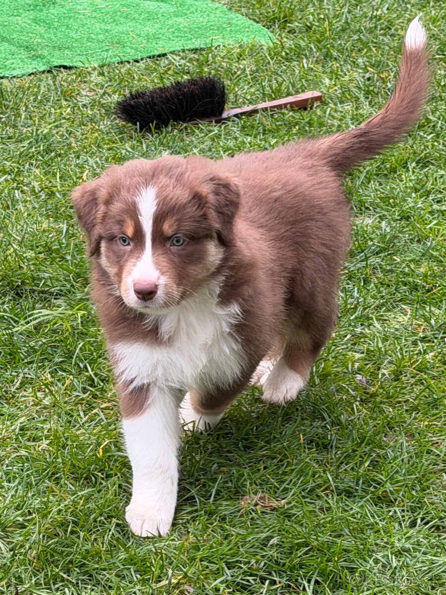 Australsky ovciak s PP - 12