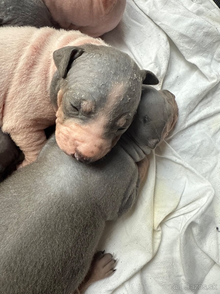 Americky bezsrsty terier - 12