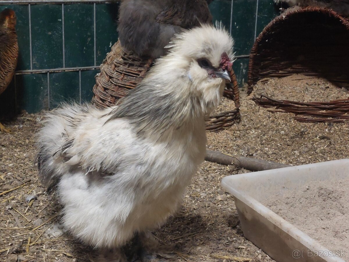 Hodvabnicka kohuty- 3 farby - 12