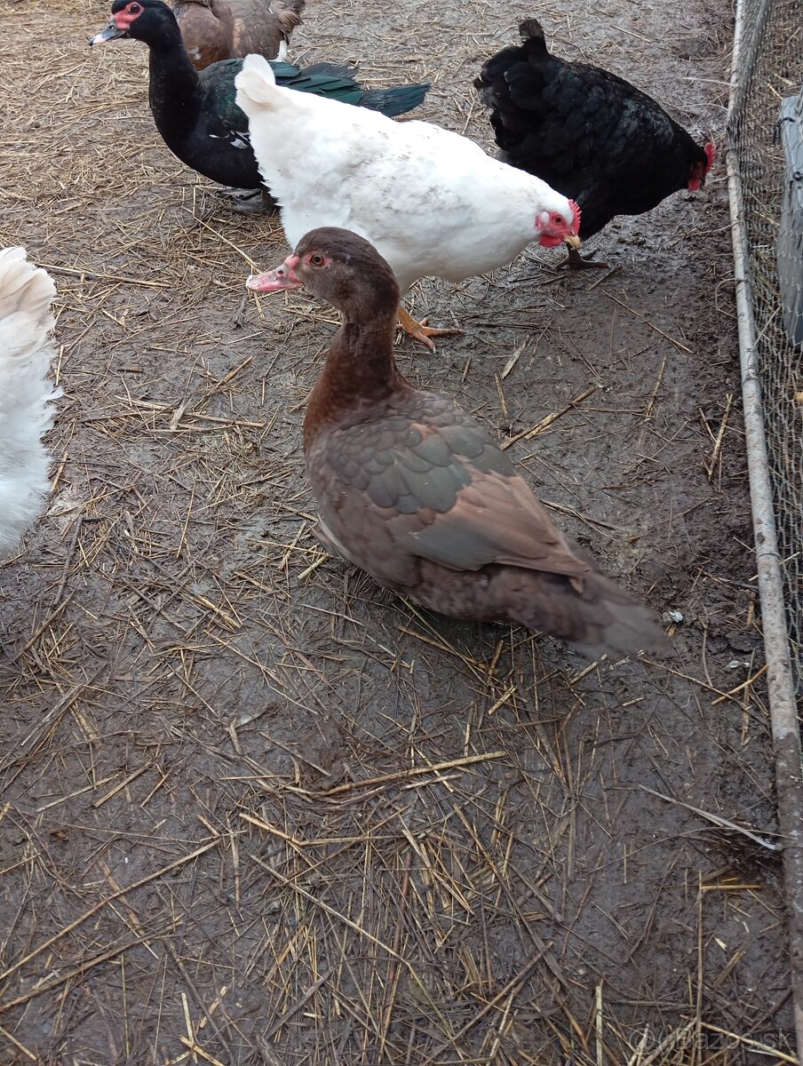 Čínske kačky 7 ks - 12