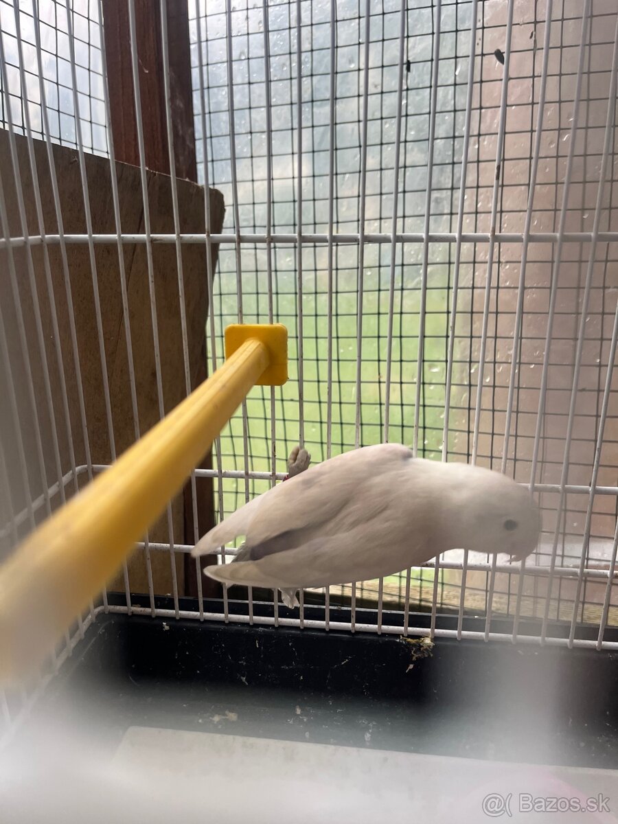 Agapornis fisher - 12