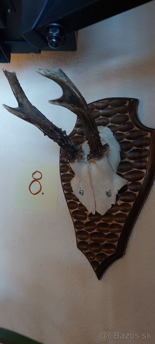 Srnčie trofeje - 12