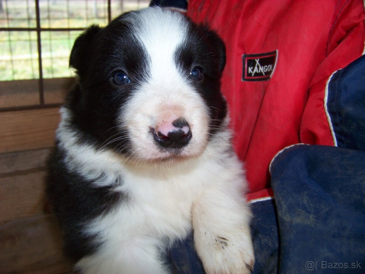 Border kolia čistokrvne šteniatka - 12