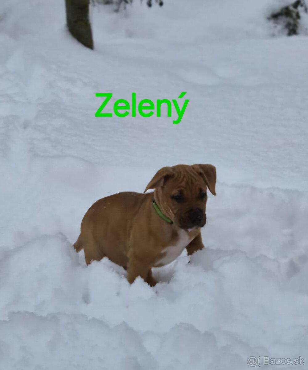 Americký stafordširský teriér - 12