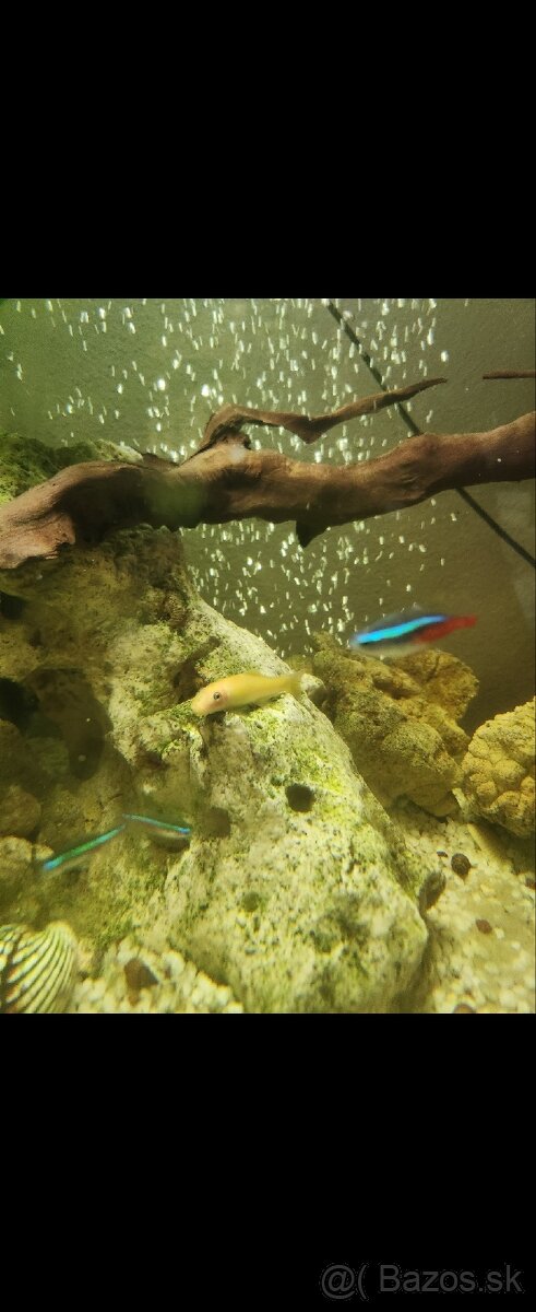 Predám panoramatické akvárium 200l, komplet alebo zvlášť - 12