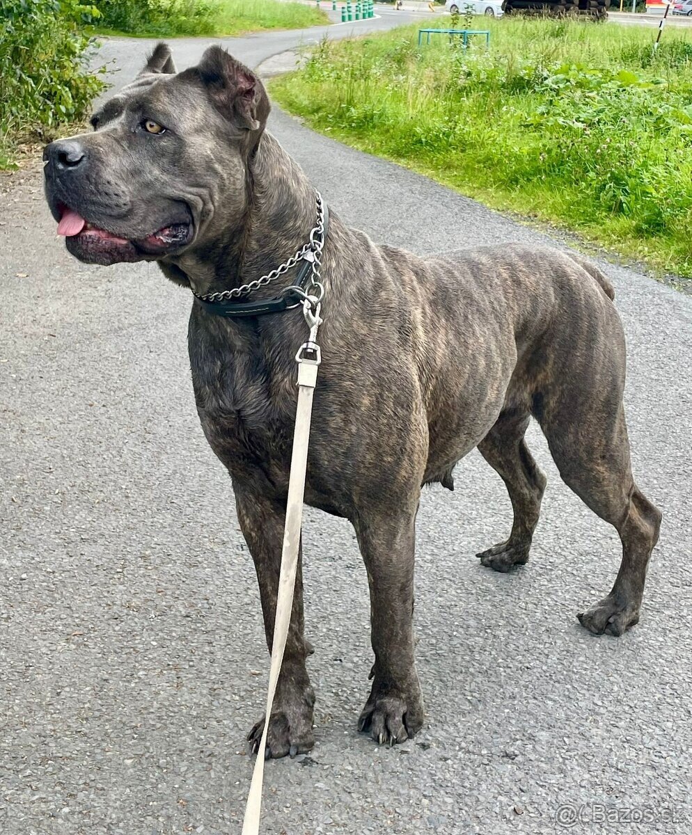 Cane Corso s PP FCI - SAMEC - 12