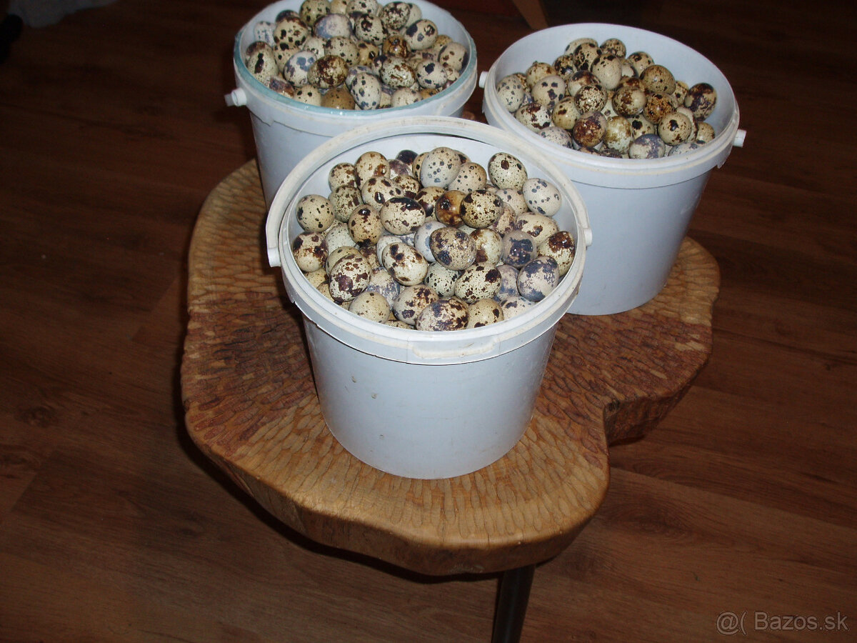 Japonské prepelice - 12