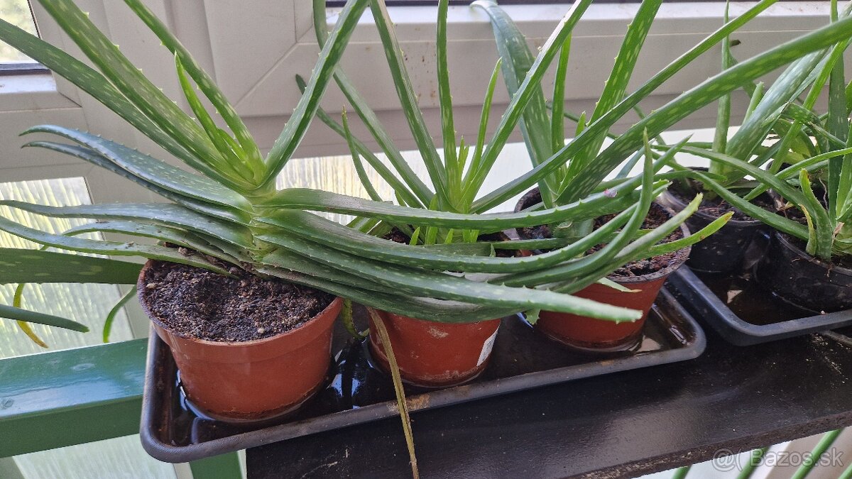 Aloe vera - 12