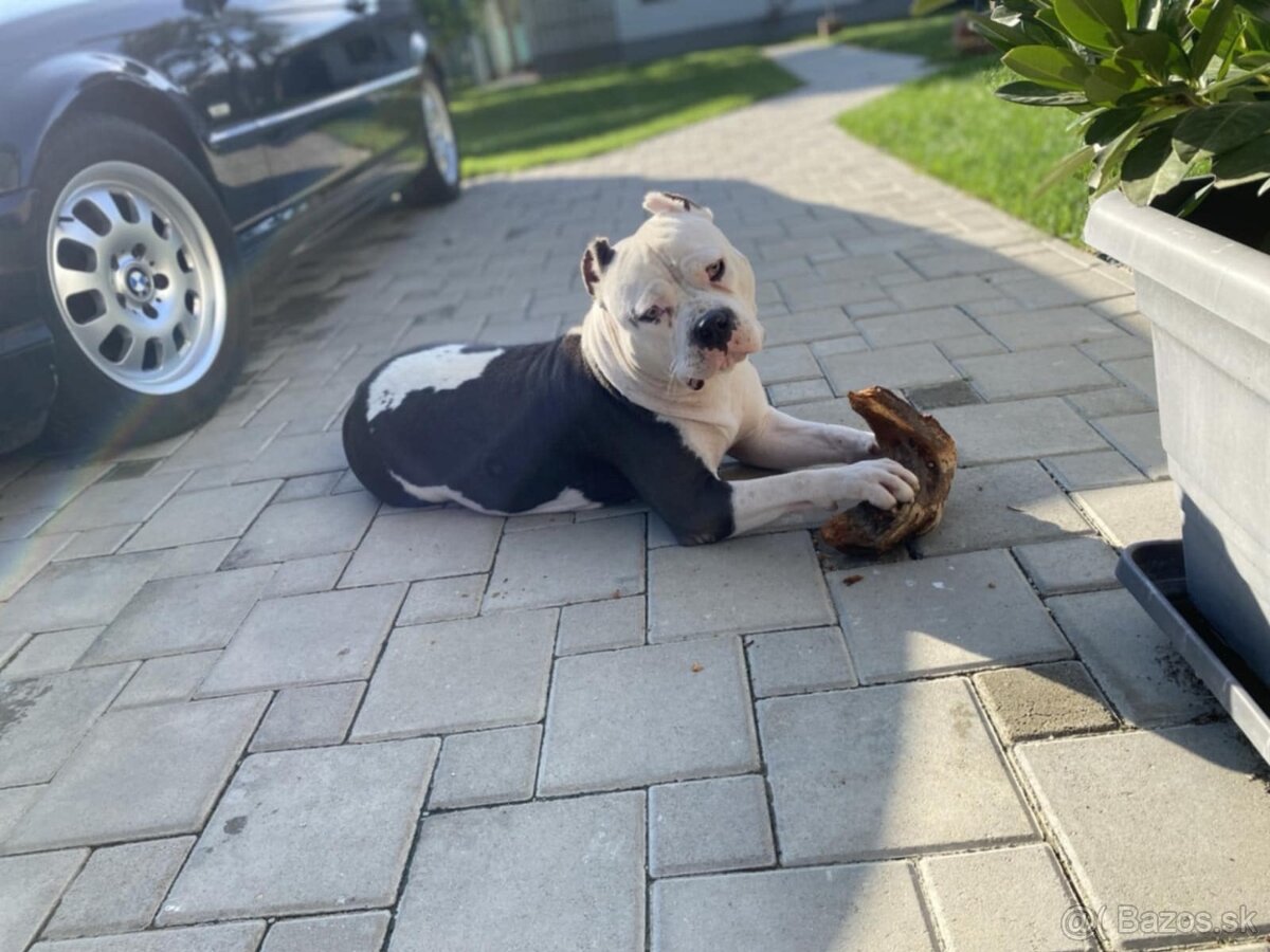 Šteniatká Amerického staffordshire teriéra - Blue - 12