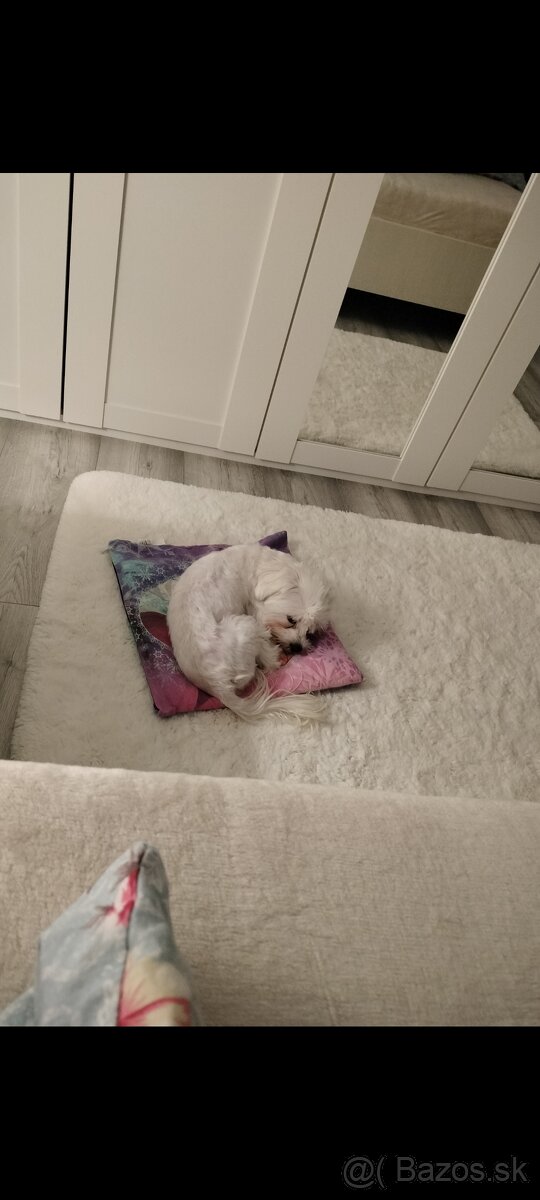 Maltezák fenka - 12