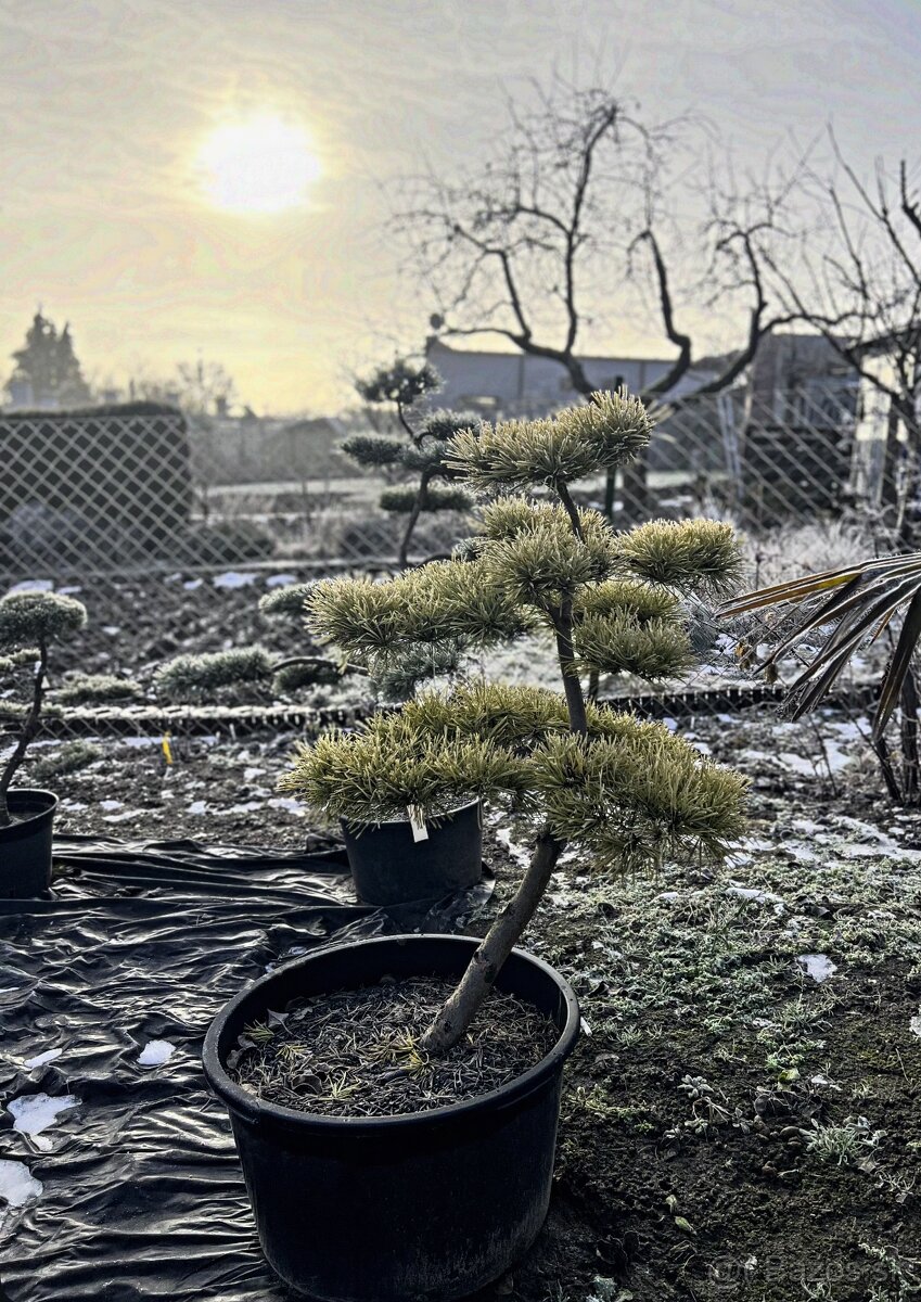 Záhrady v Japonskom štýle - 12