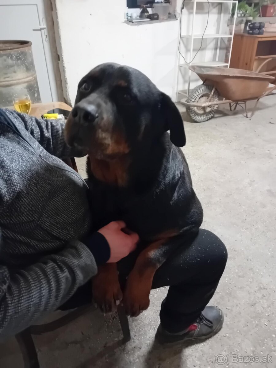 Šteňatá Rottweiler - 12