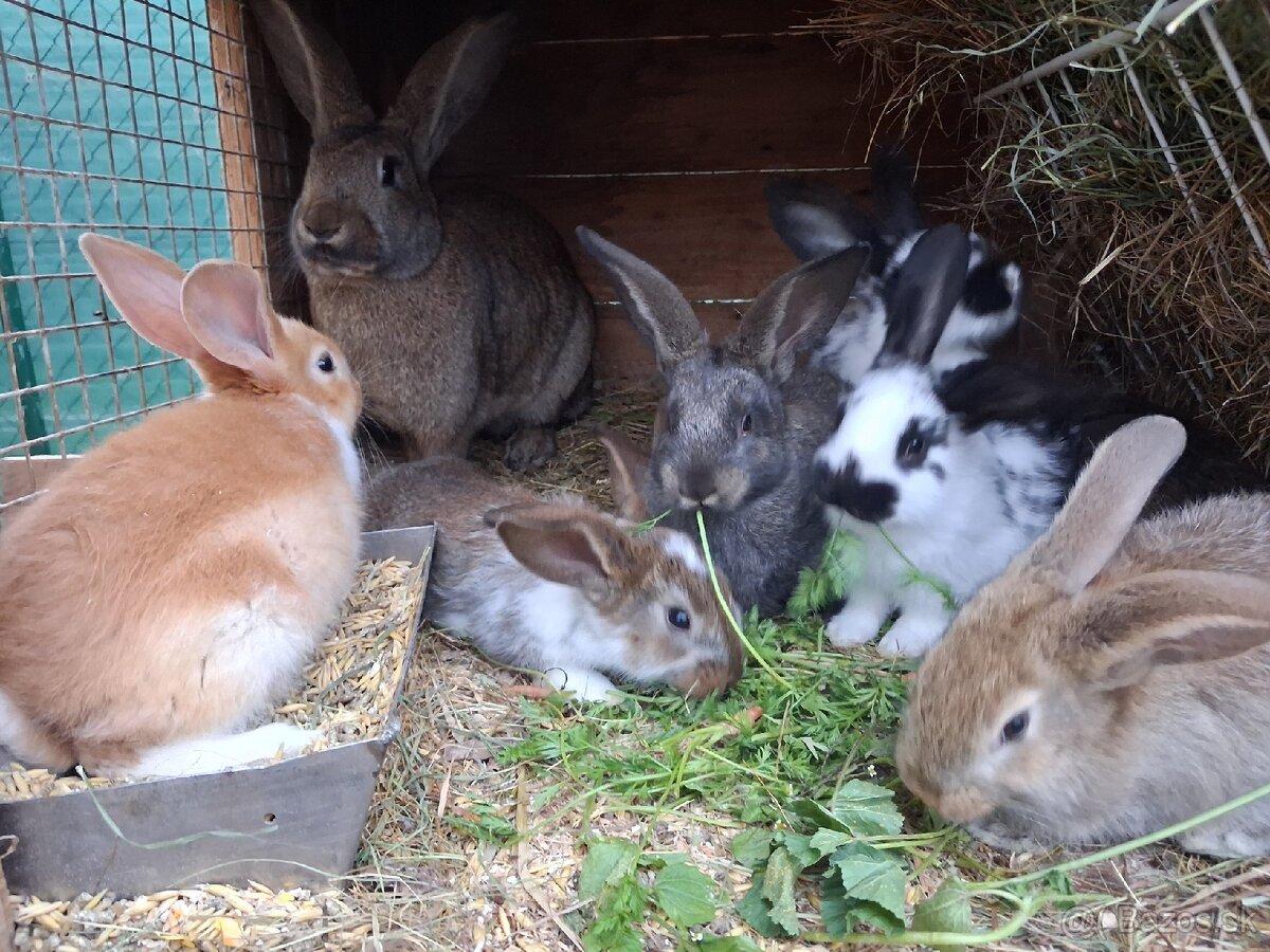 Predám králiky /zajace - 12