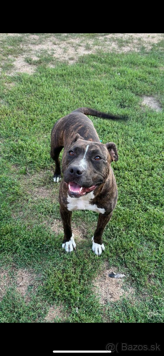 Americký stafordsirsky terier, Stafford, amstaf - 12