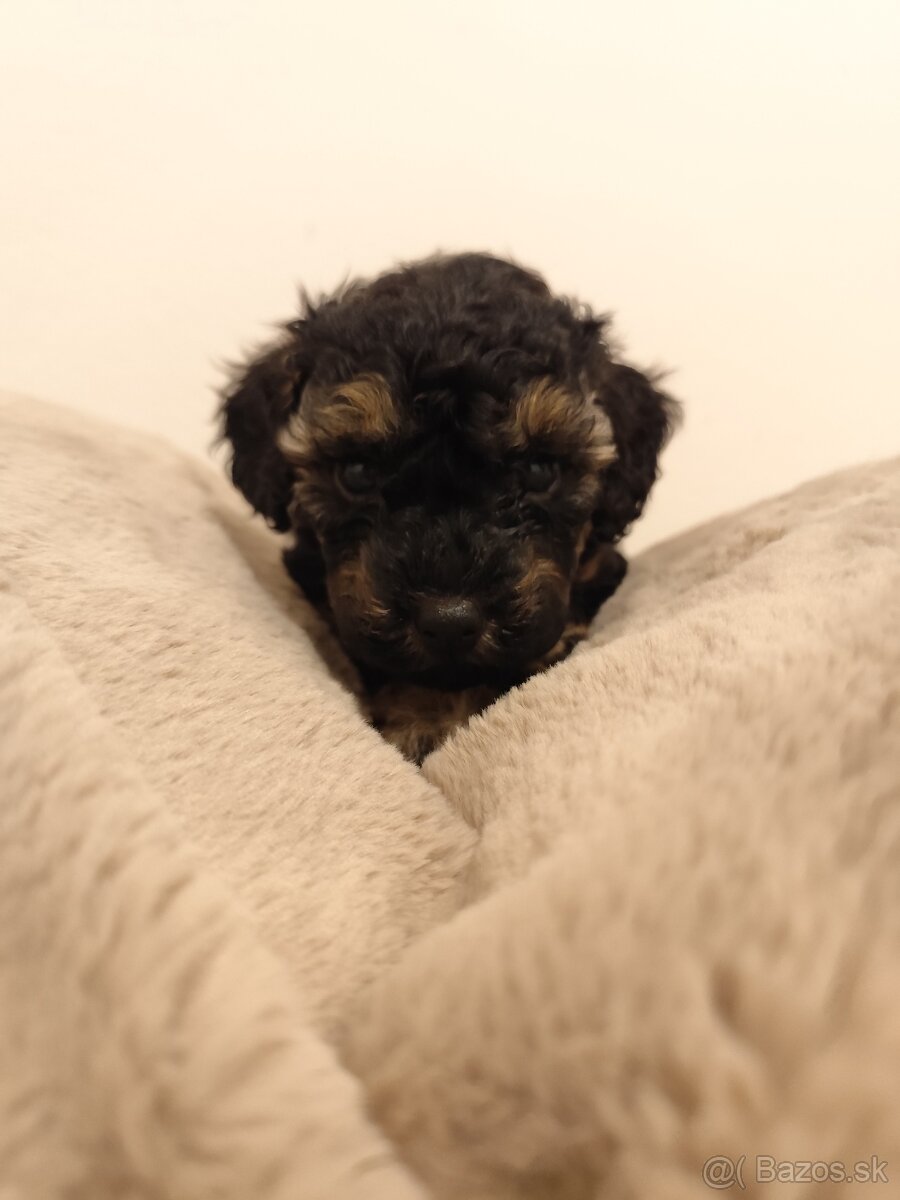 Pudel trpasličí - 12