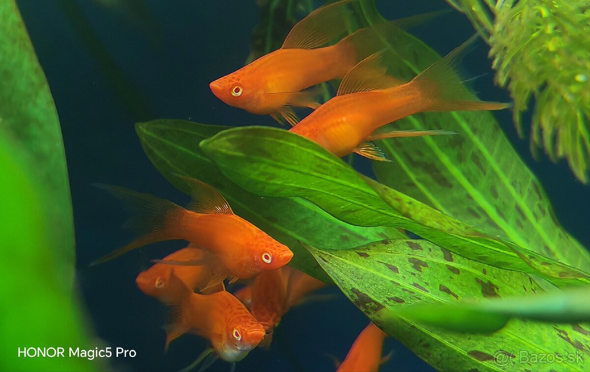 Akvariové ryby (raritky) k odberu - 12