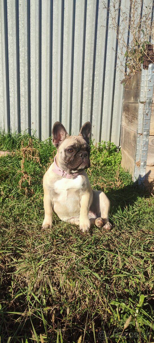 Francúzsky buldoček s PP - 12
