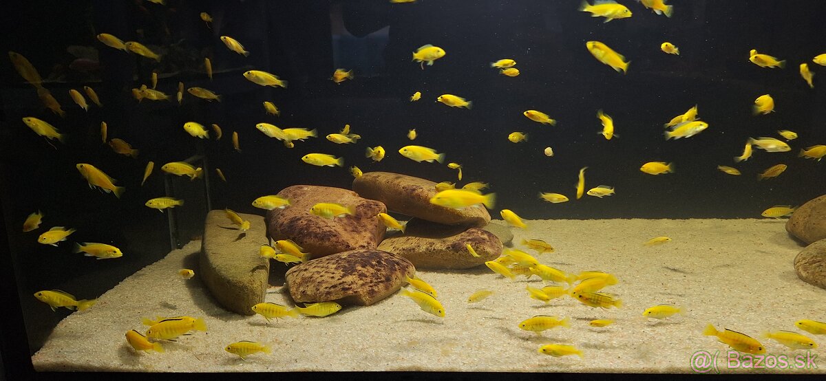 Africke cichlidy malawi - 12